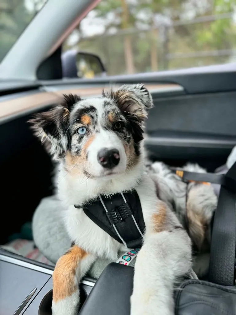 Blue merle Australian Shepherd puppy in a car during early socialization