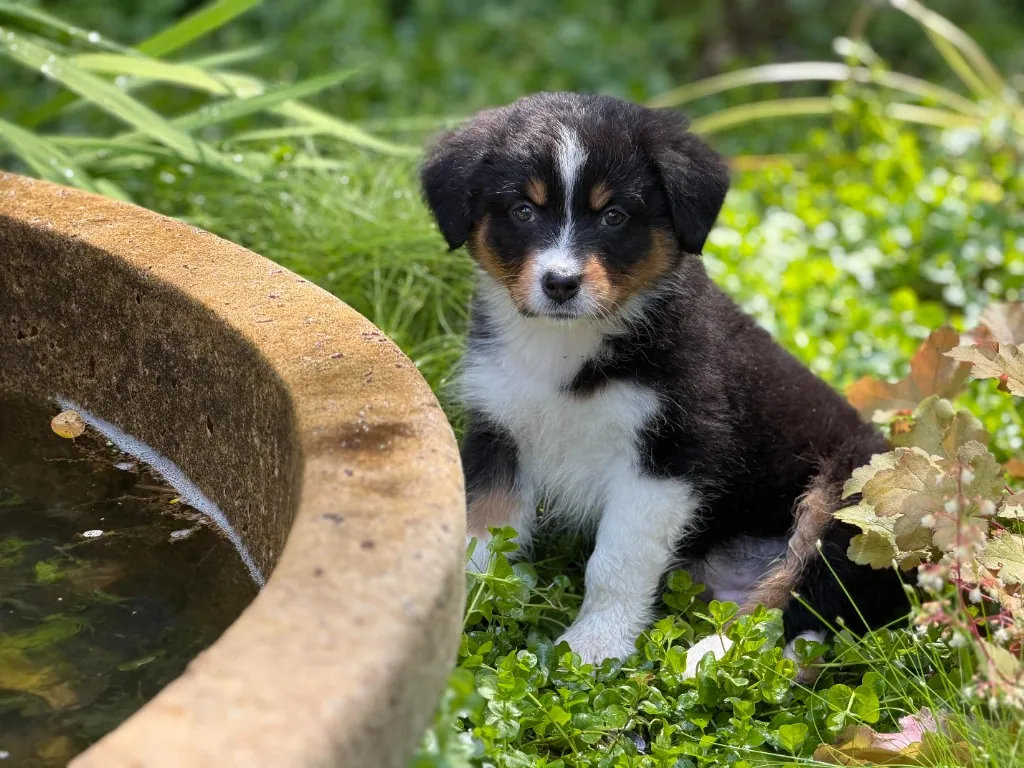 Black tri Australian Shepherd puppy sitting by a garden birdbath
