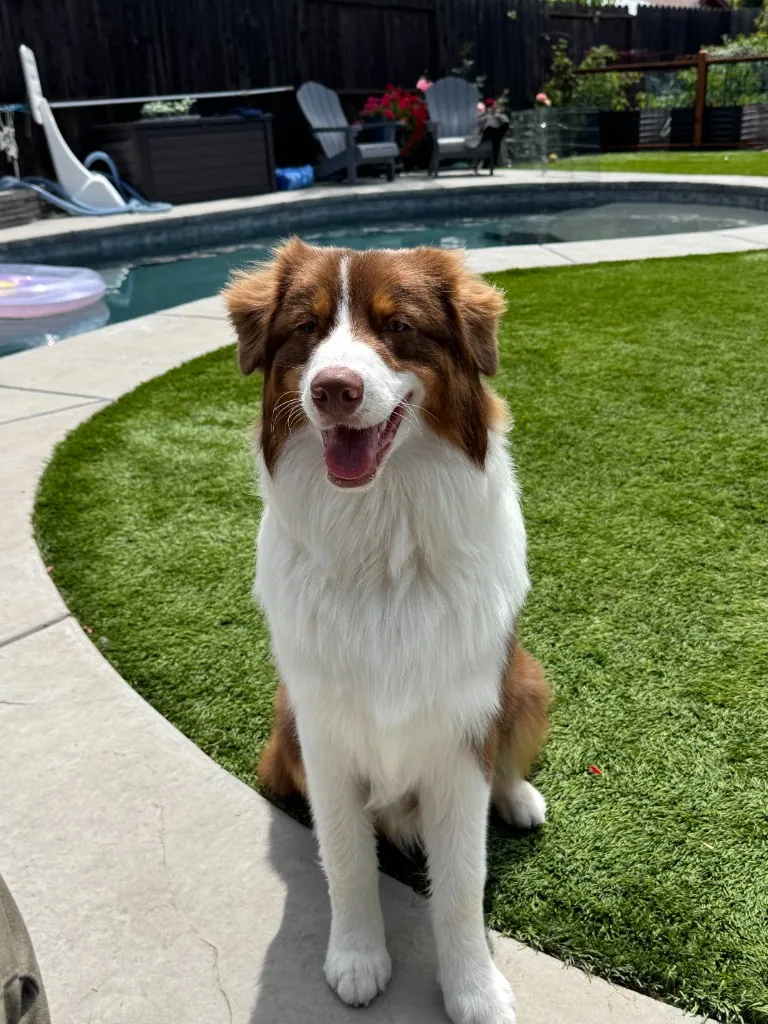Red tri Australian Shepherd sitting by a backyard pool