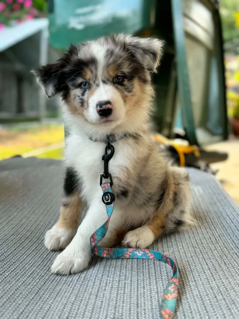 Blue merle Australian Shepherd puppy portrait with floral leash