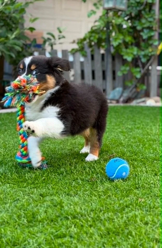 Playful black tri Australian Shepherd puppy with a rope toy and tennis ball