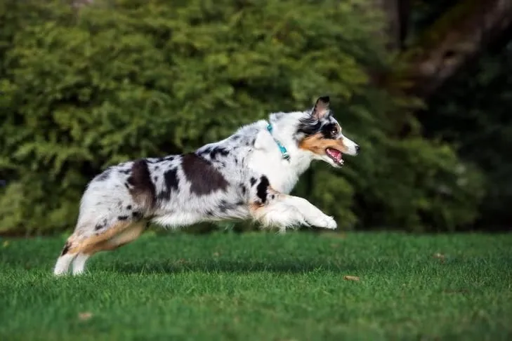 Adult blue merle Australian Shepherd running in the grass