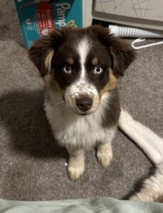 85ed18f4-2f46-49d8-baf5-13ae596ece79