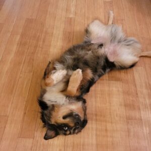 briggs laying