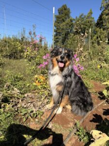 briggs pumpkin patch