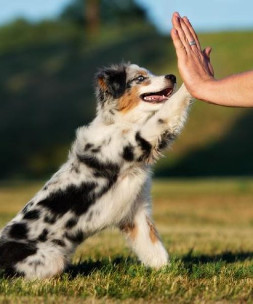 Australian Shepherd puppy giving a high five outdoors.